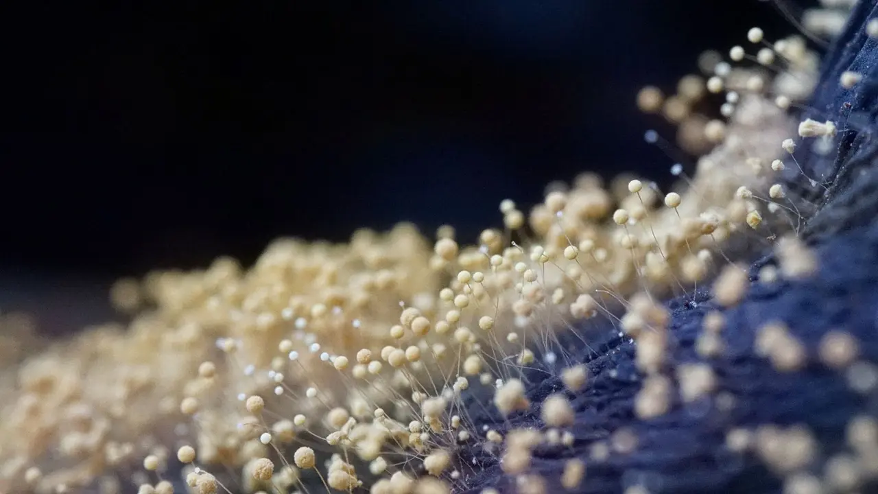 Black Mold Remediation
